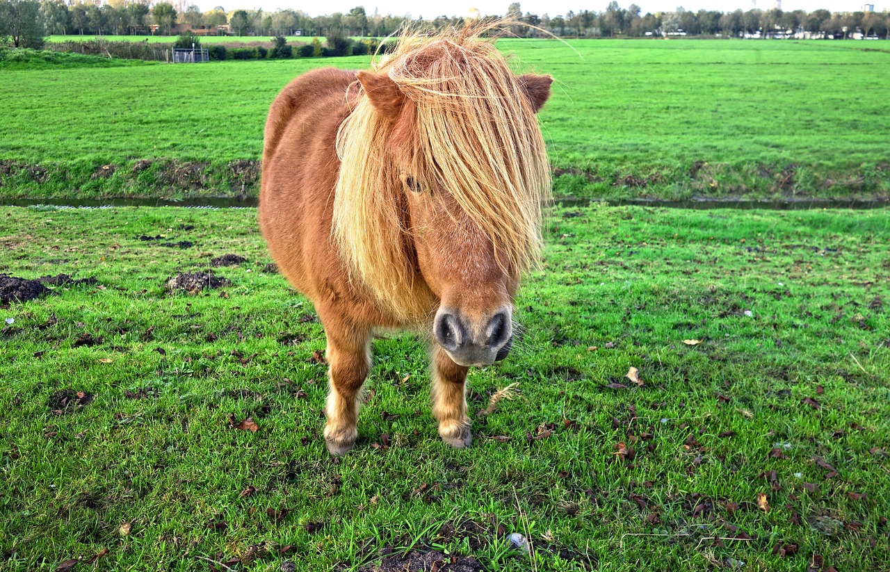 shetland pony pony mane free photo