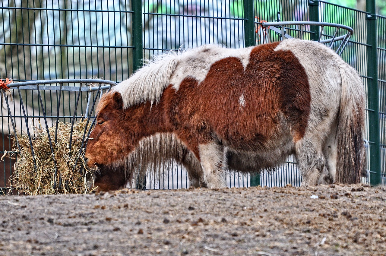 shetland pony pony horse free photo