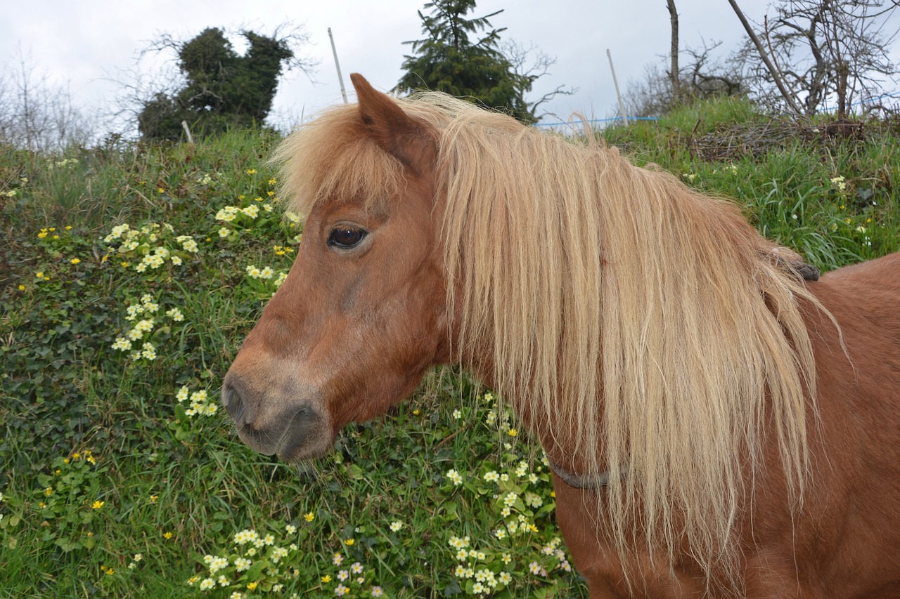 shetland pony small horse hair washed free photo