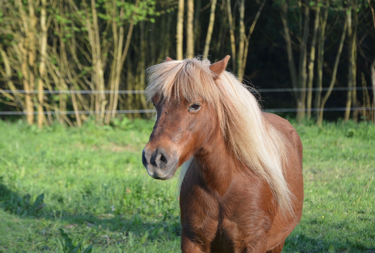 shetland pony  pony glamour  mane free photo