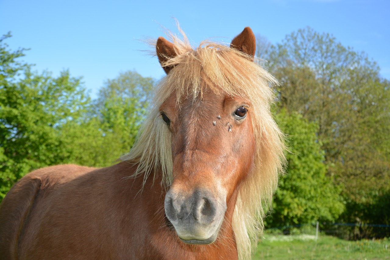 shetland pony  small horse  pony sorrel free photo