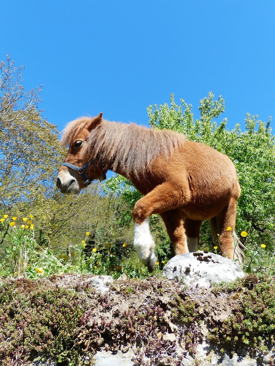shetland pony pony horse free photo