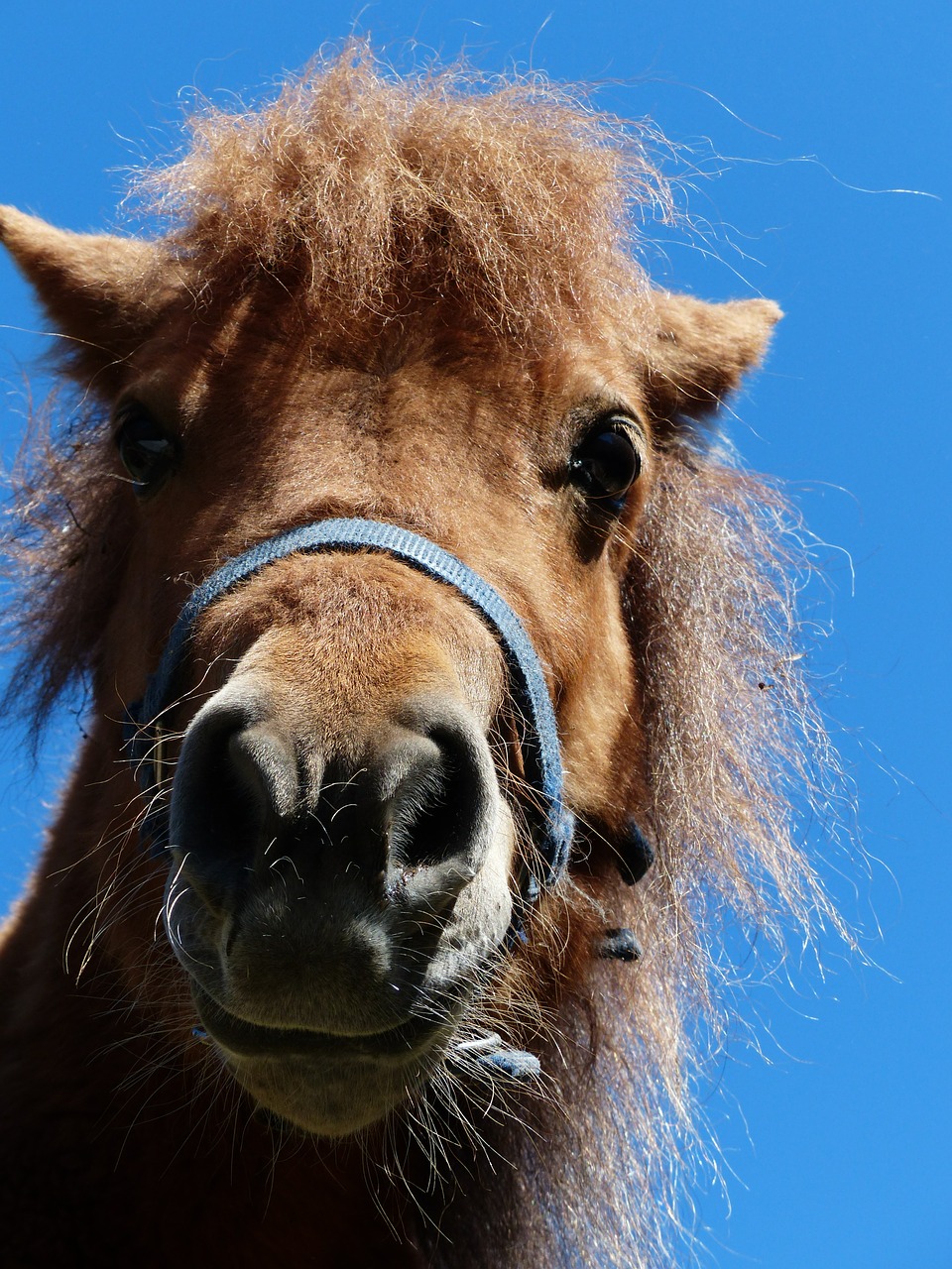 shetland pony pony head free photo