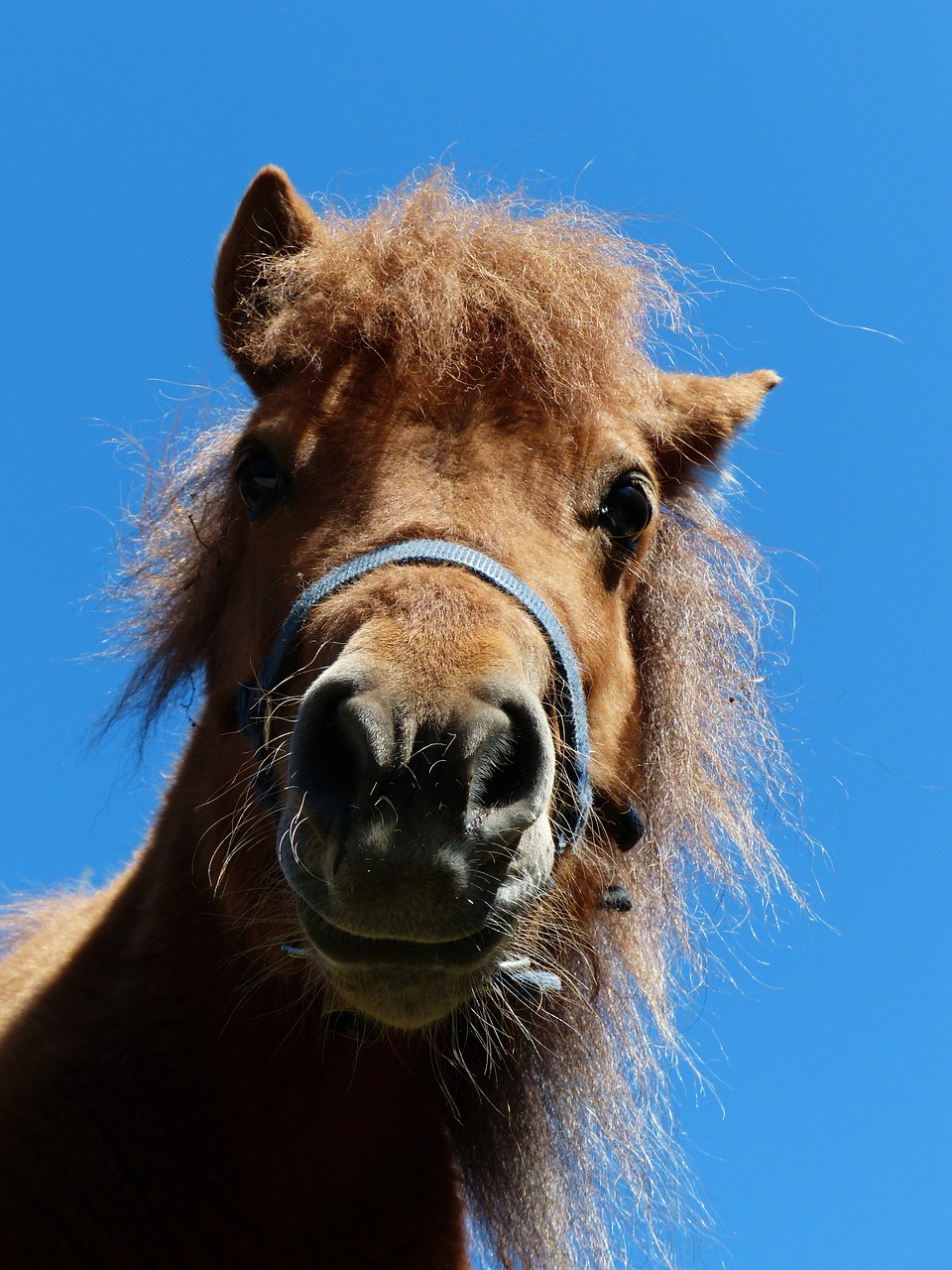 shetland pony pony head free photo