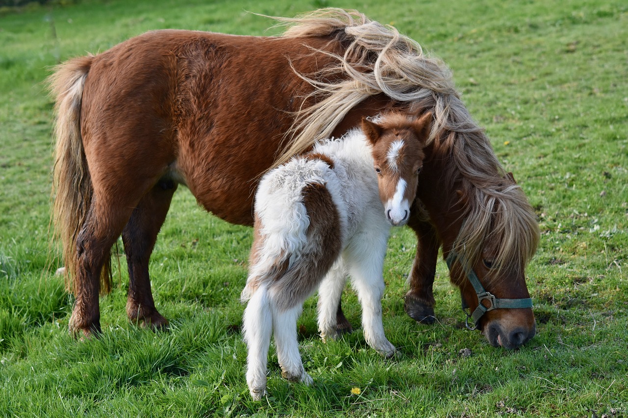 shetland pony  shetland pony with baby foals  shetland pony glamour free photo