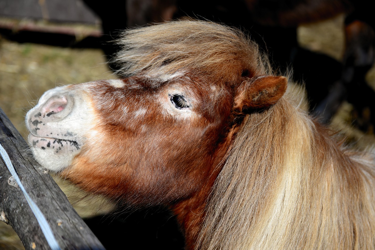 shetland pony  pony  small free photo