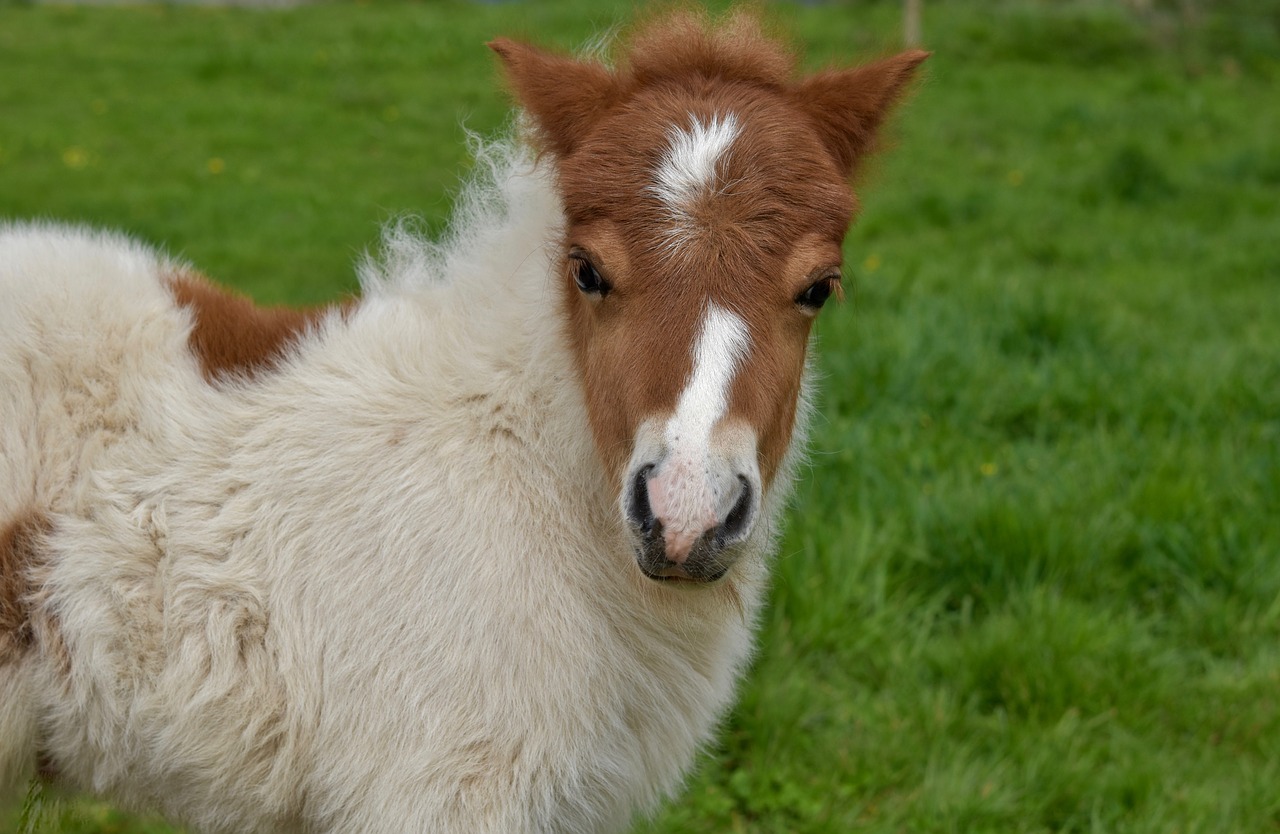 shetland pony  pony jarod  small horse free photo