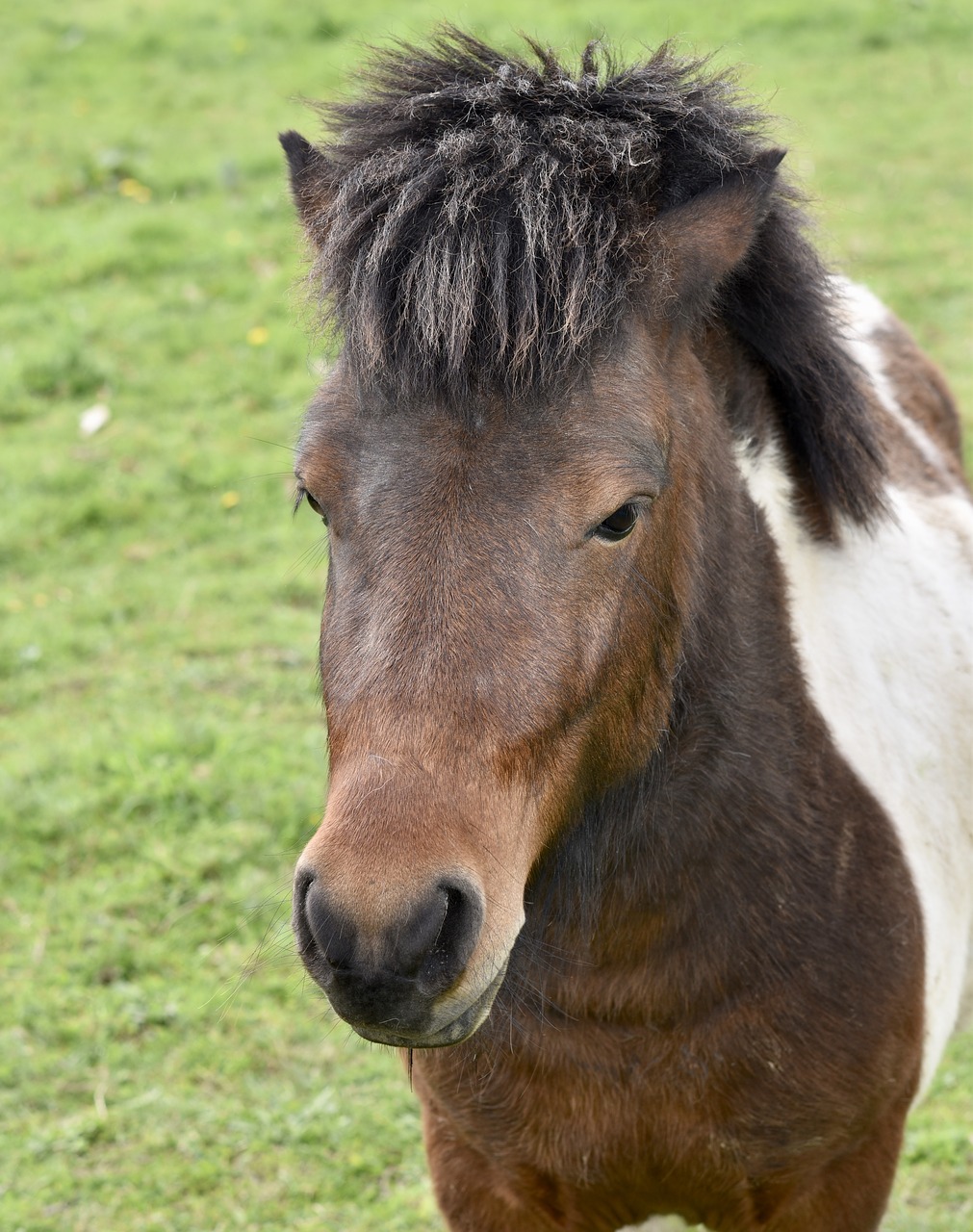 shetland pony  pony  portrait pony free photo