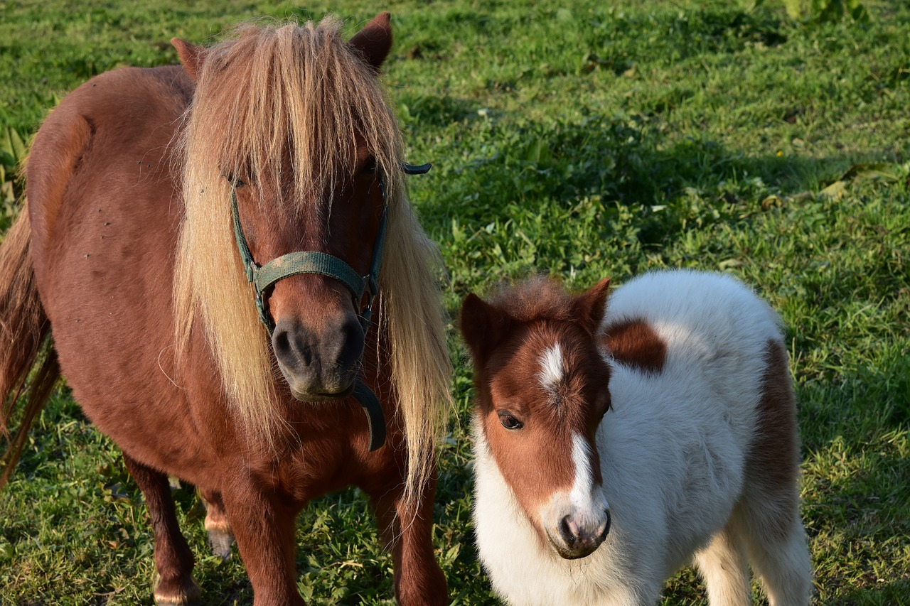shetland pony  mother pony and her foal  small horse free photo