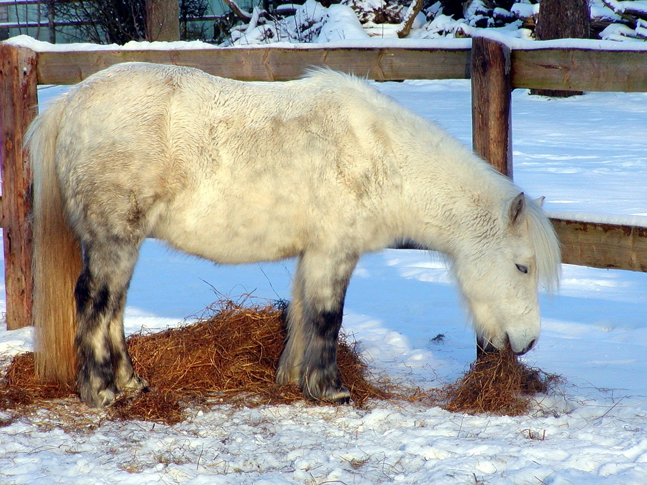 shetland pony horse pony free photo