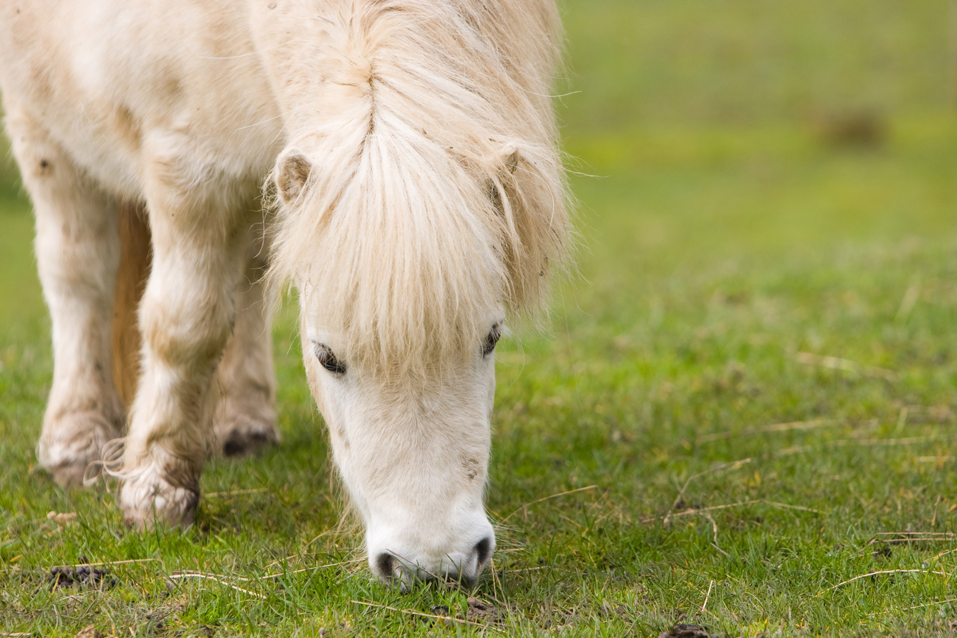 shetland pony horse pony free photo