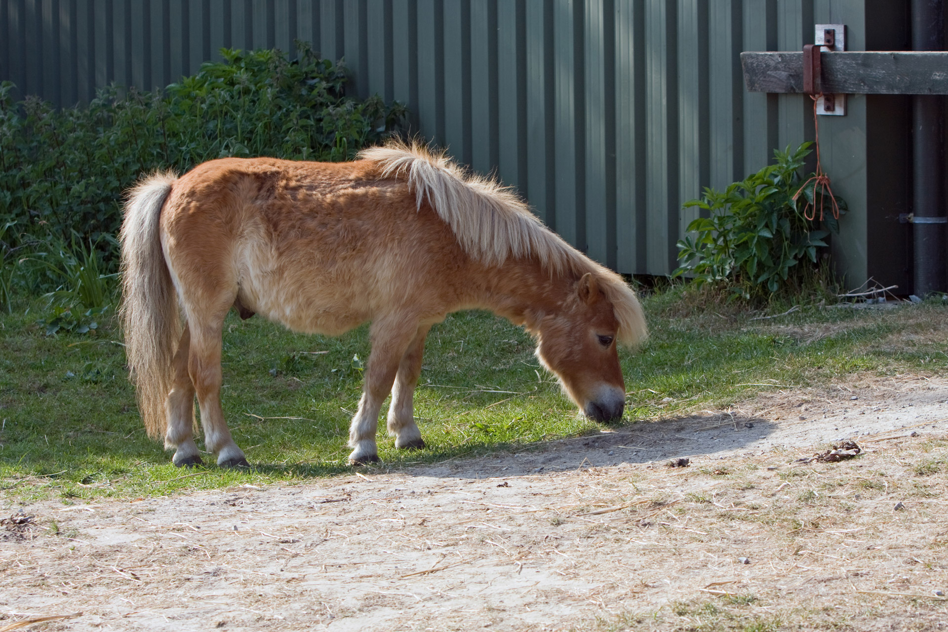 shetland pony pony horse free photo