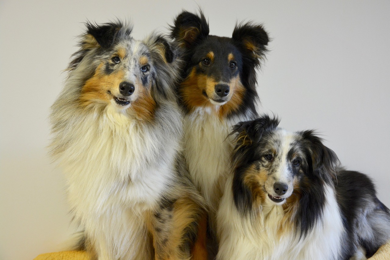 shetland sheepdog dogs portrait free photo