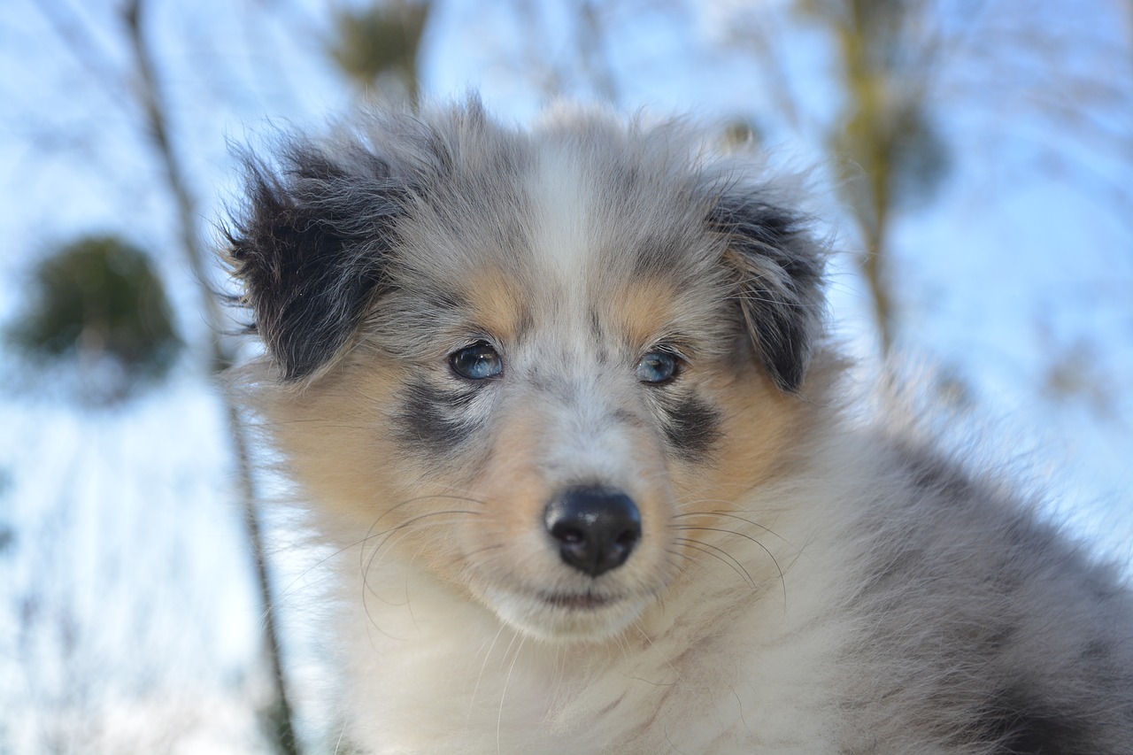 shetland sheepdog puppy dog free photo