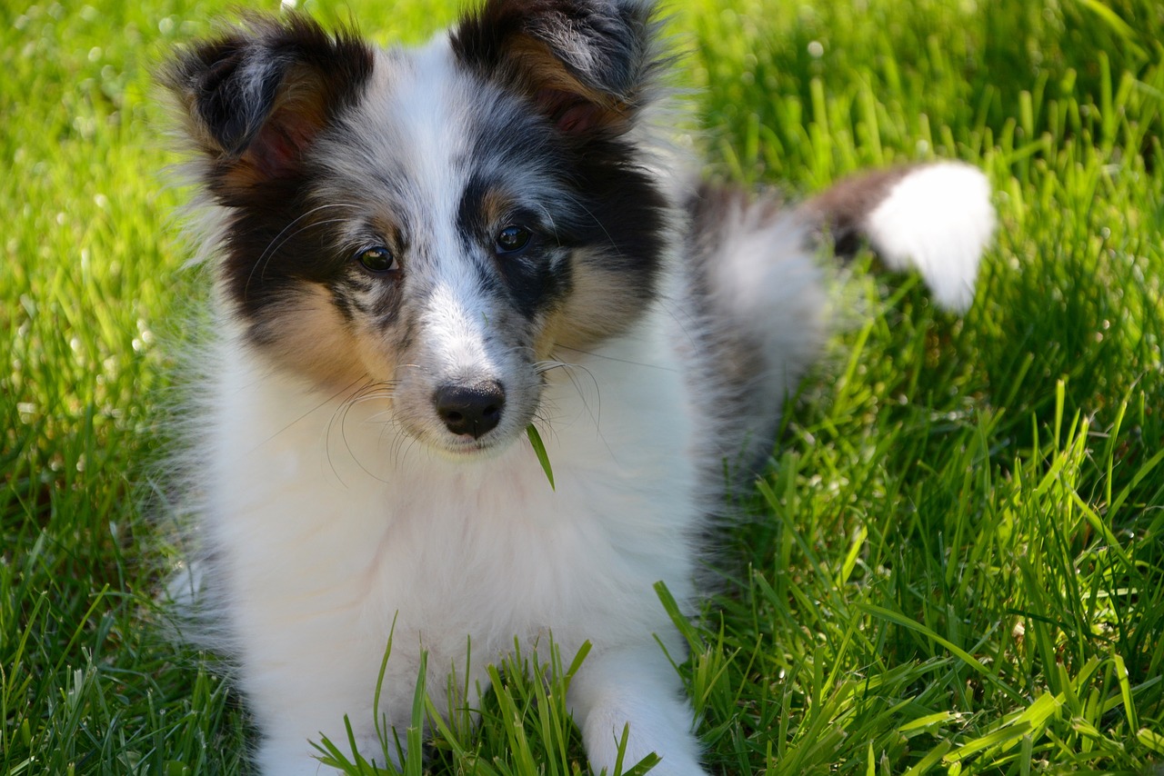 shetland sheepdog puppy young free photo