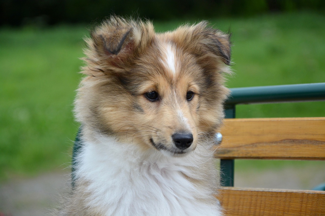 shetland sheepdog head face look free photo