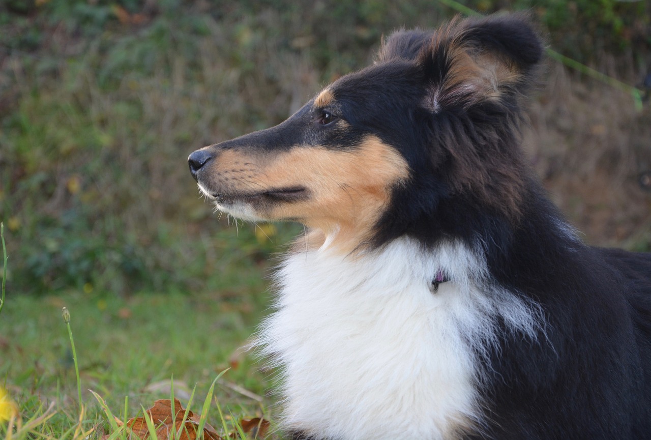 shetland sheepdog profile snout free photo