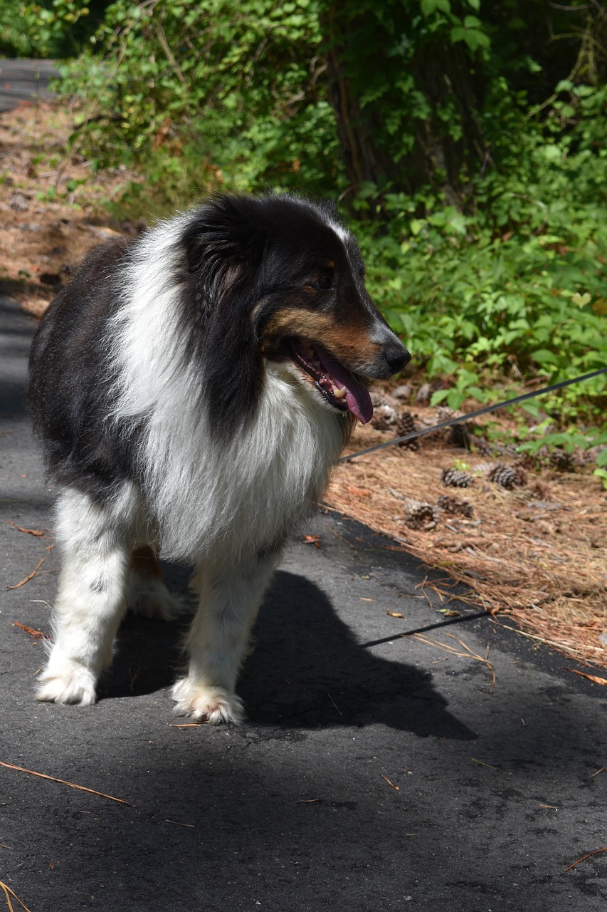 shetland sheepdog dog sheepdog free photo