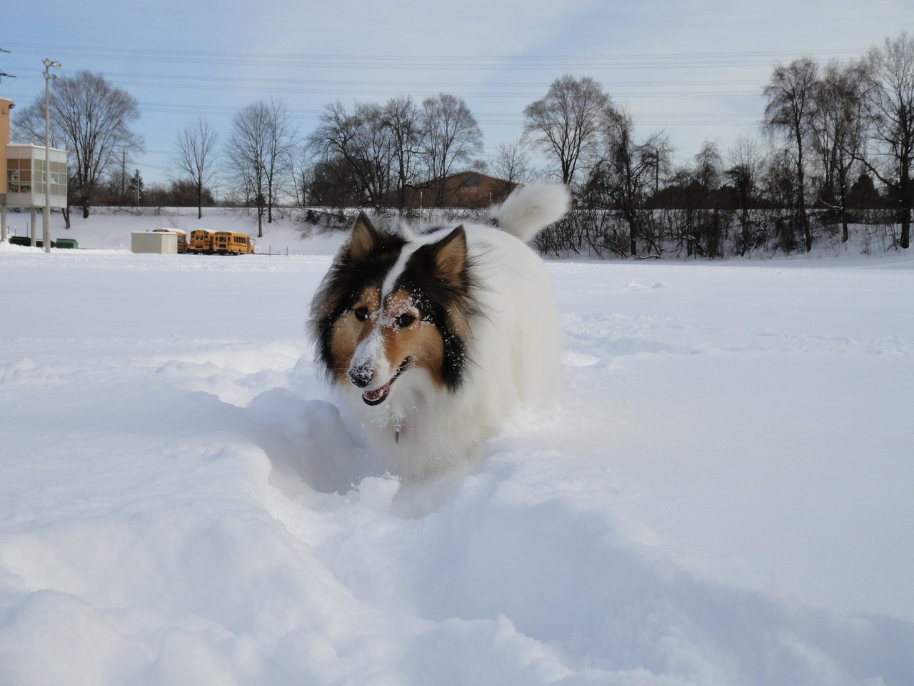 shetland sheepdog dog snowfields free photo