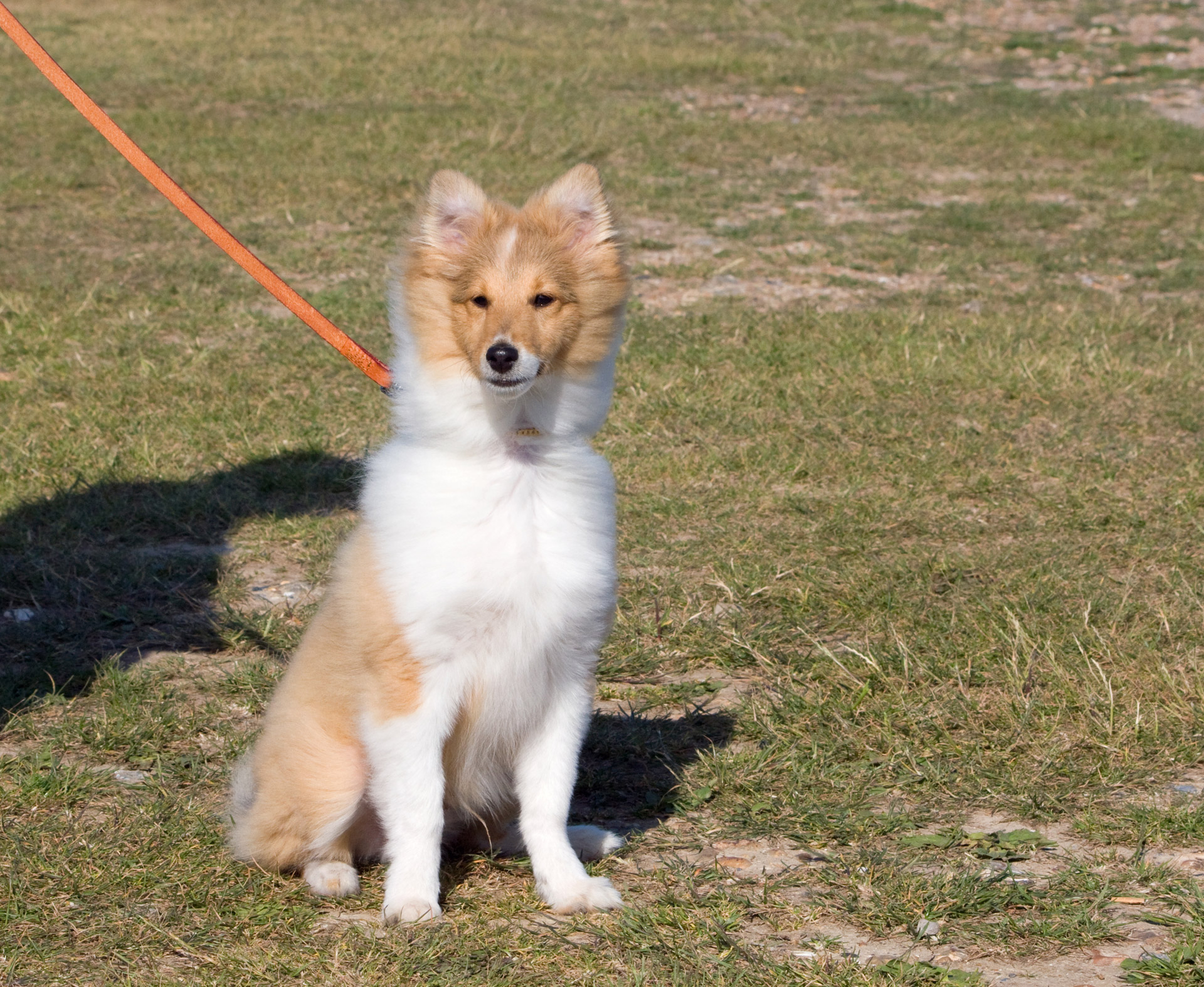 shetland sheepdog sheltie dog free photo