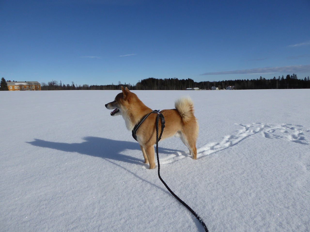 shiba long melford toten free photo