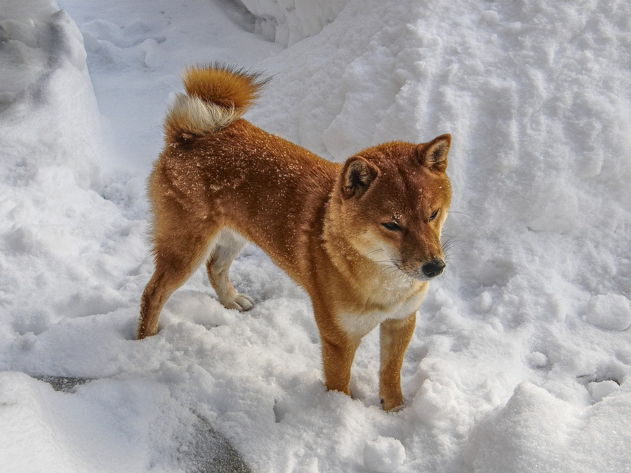 shiba shiba inu shiba in the snow free photo