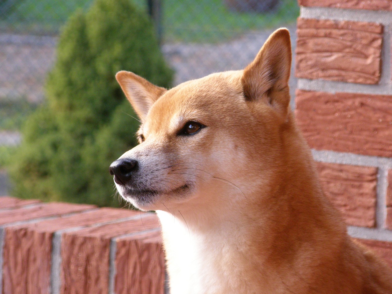 shiba wall summer free photo