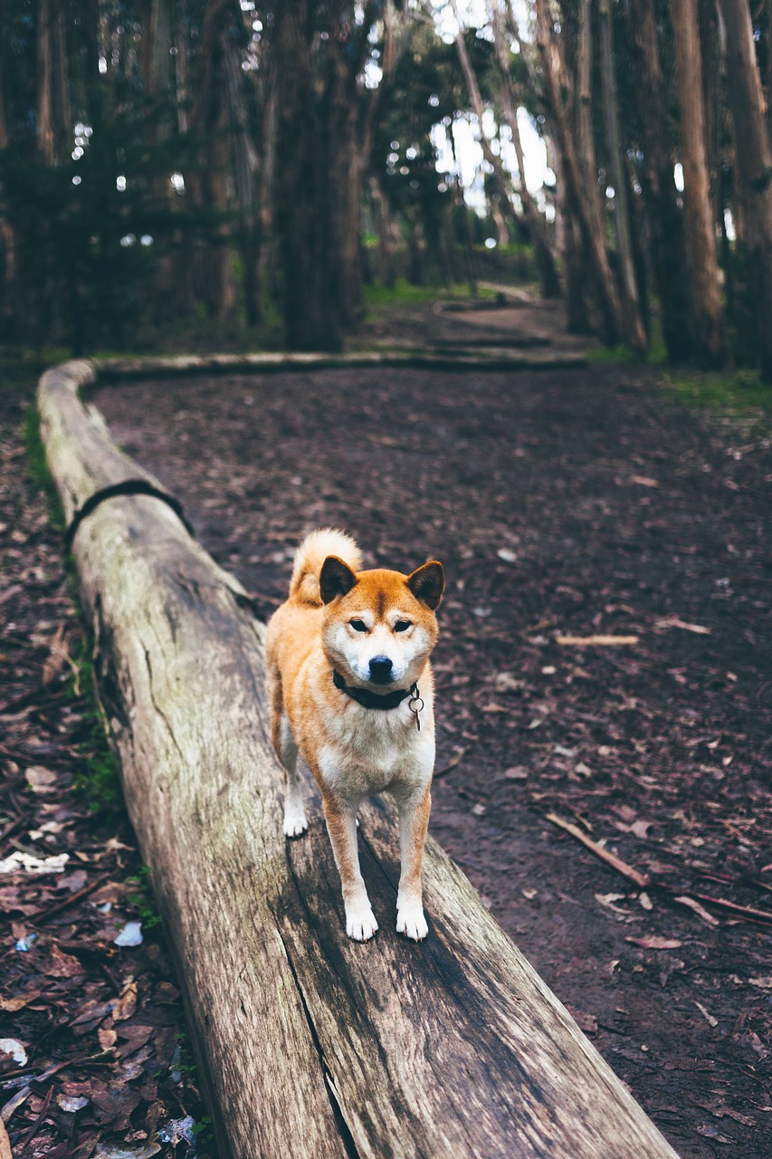 shiba inu dog shiba free photo