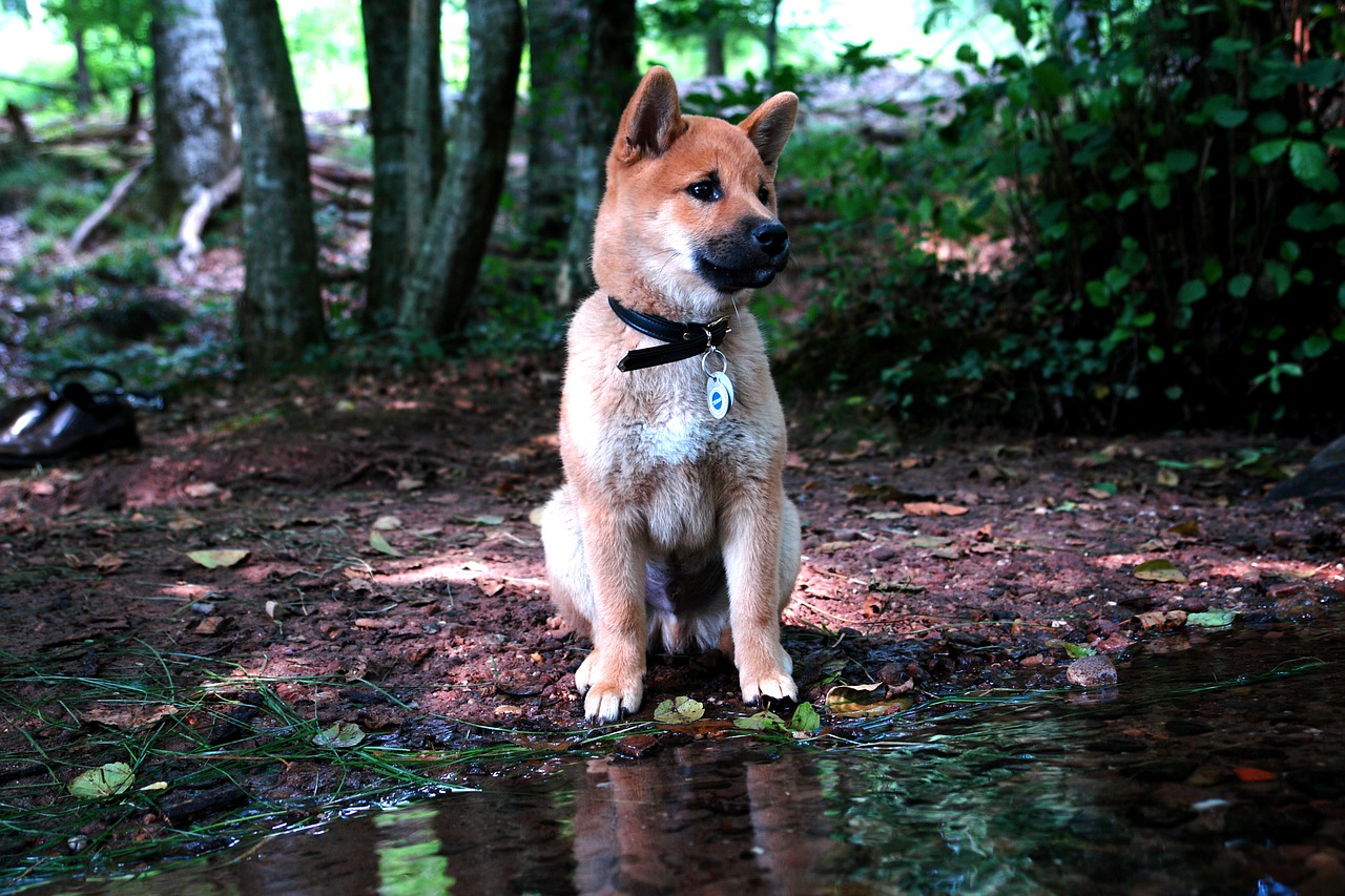 shiba inu puppy forest free photo