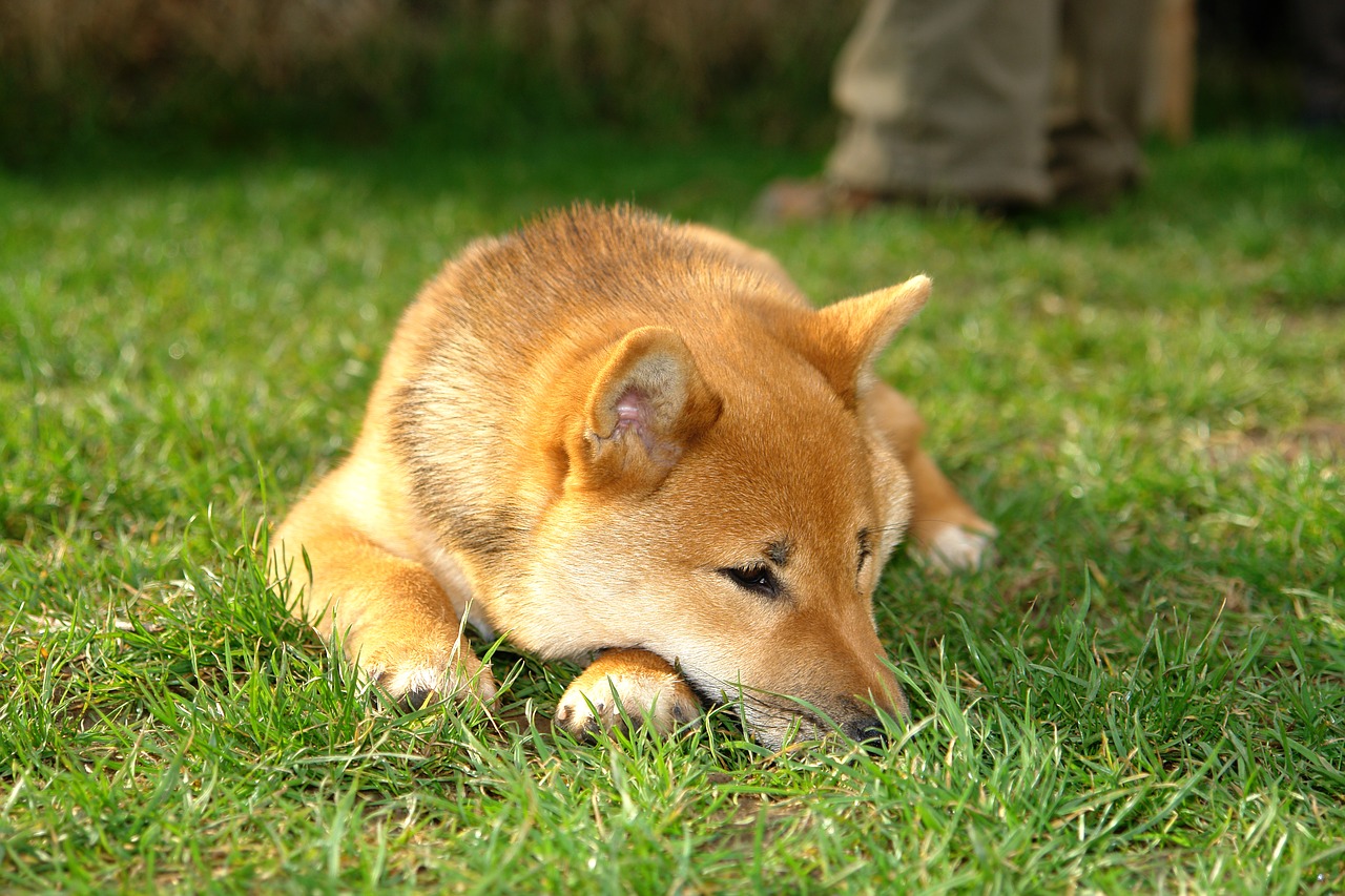 shiba inu inu dog close-up free photo