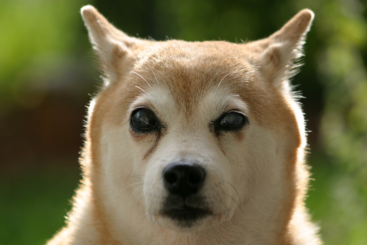 shiba inu dog blind free photo