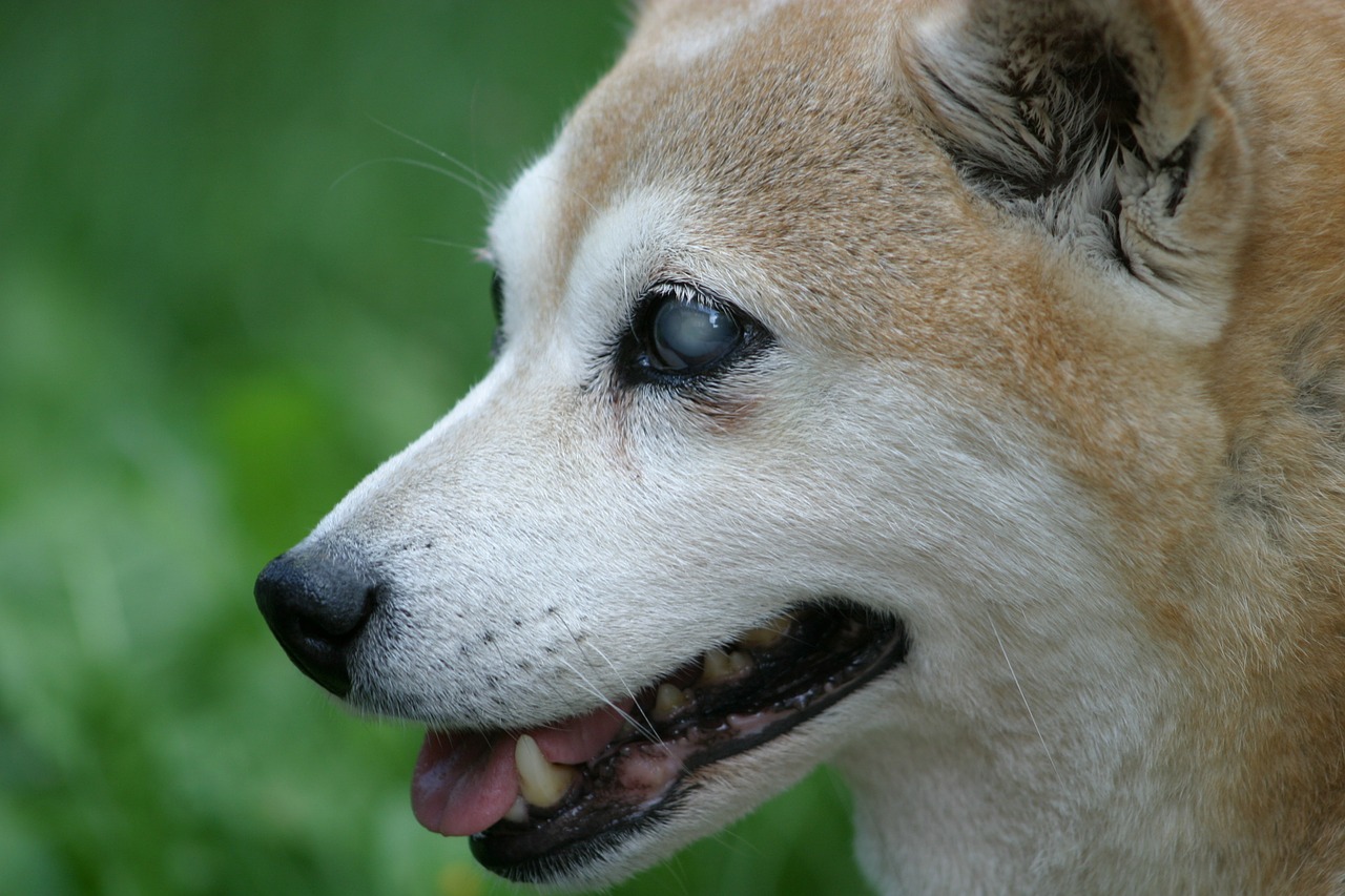 shiba inu dog blind free photo