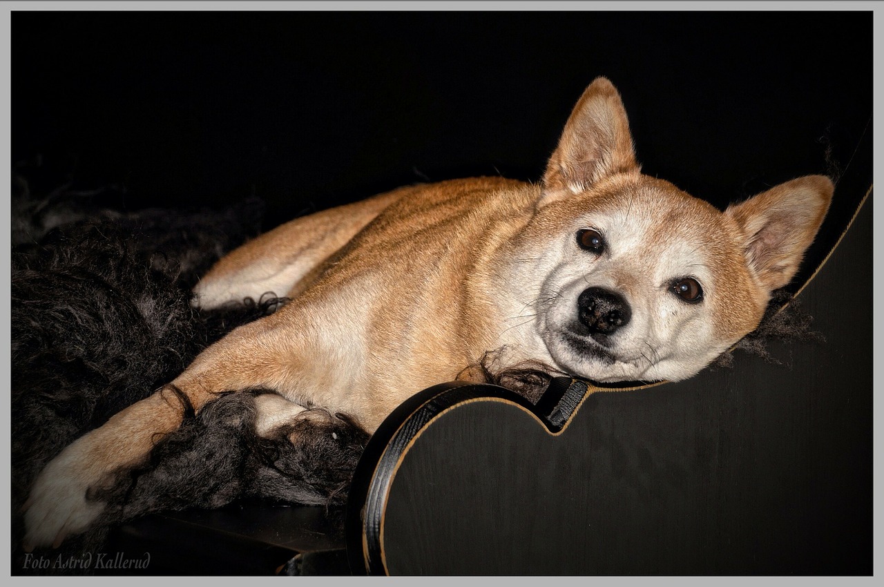 shiba inu shiba dog free photo