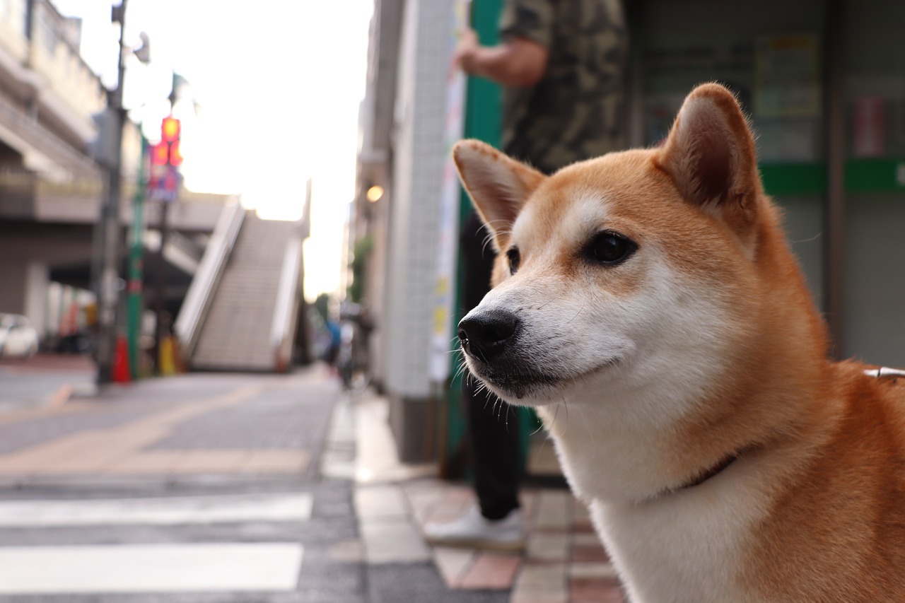 shiba inu  dog  pet free photo