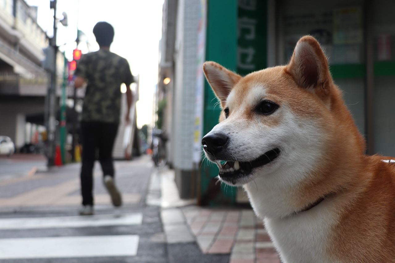 shiba inu  dog  pet free photo