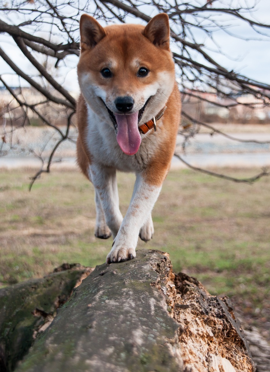 shiba inu  dog  branch free photo