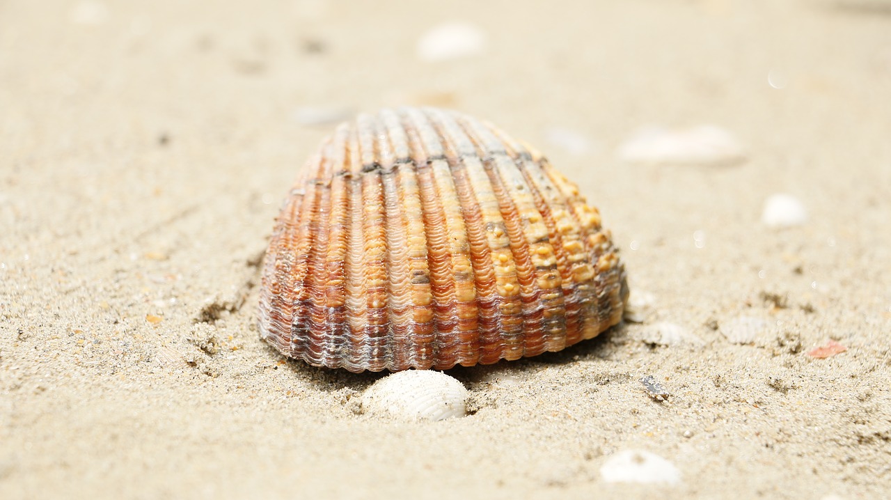 shield shell beach free photo
