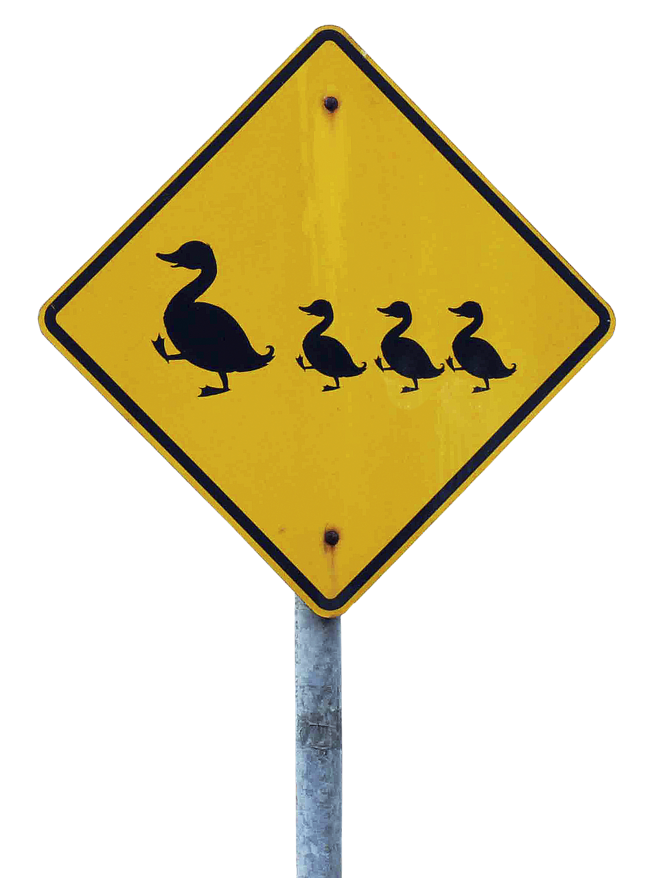 shield traffic sign caution ducks free photo