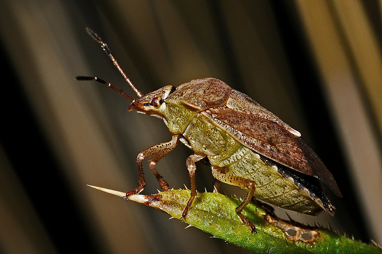 shield-bug macro insect free photo