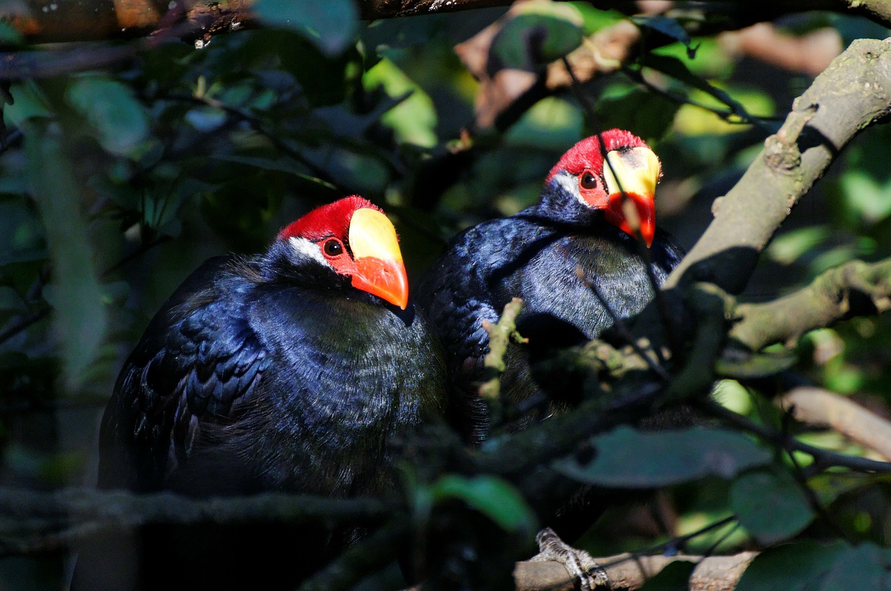 shield musophagidae birds enclosure free photo
