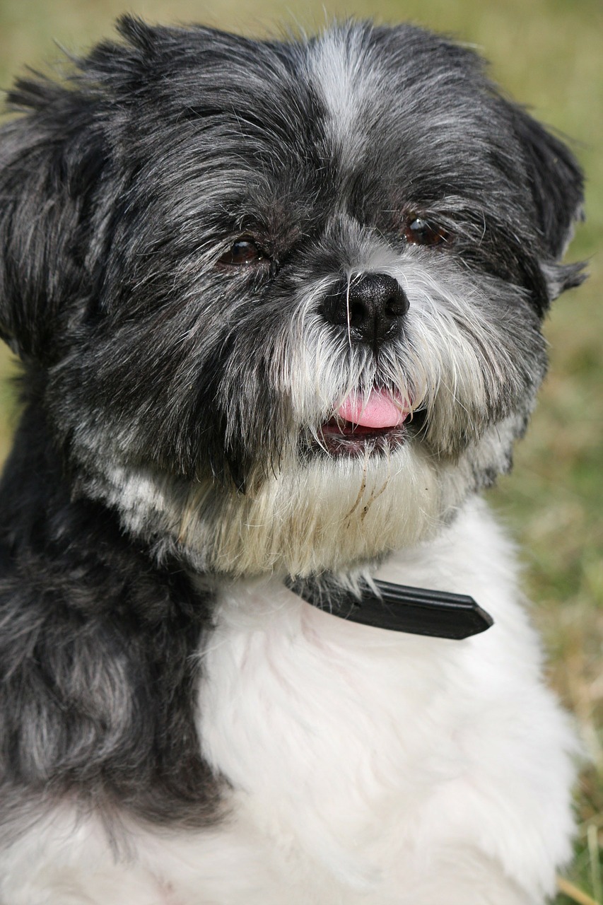 shih tzu dog cute free photo