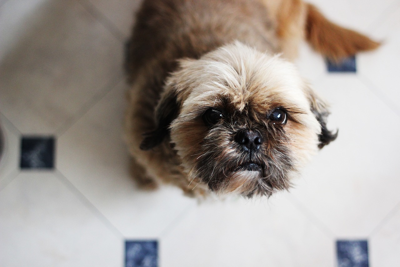 shih-tzu shih tzu begging free photo