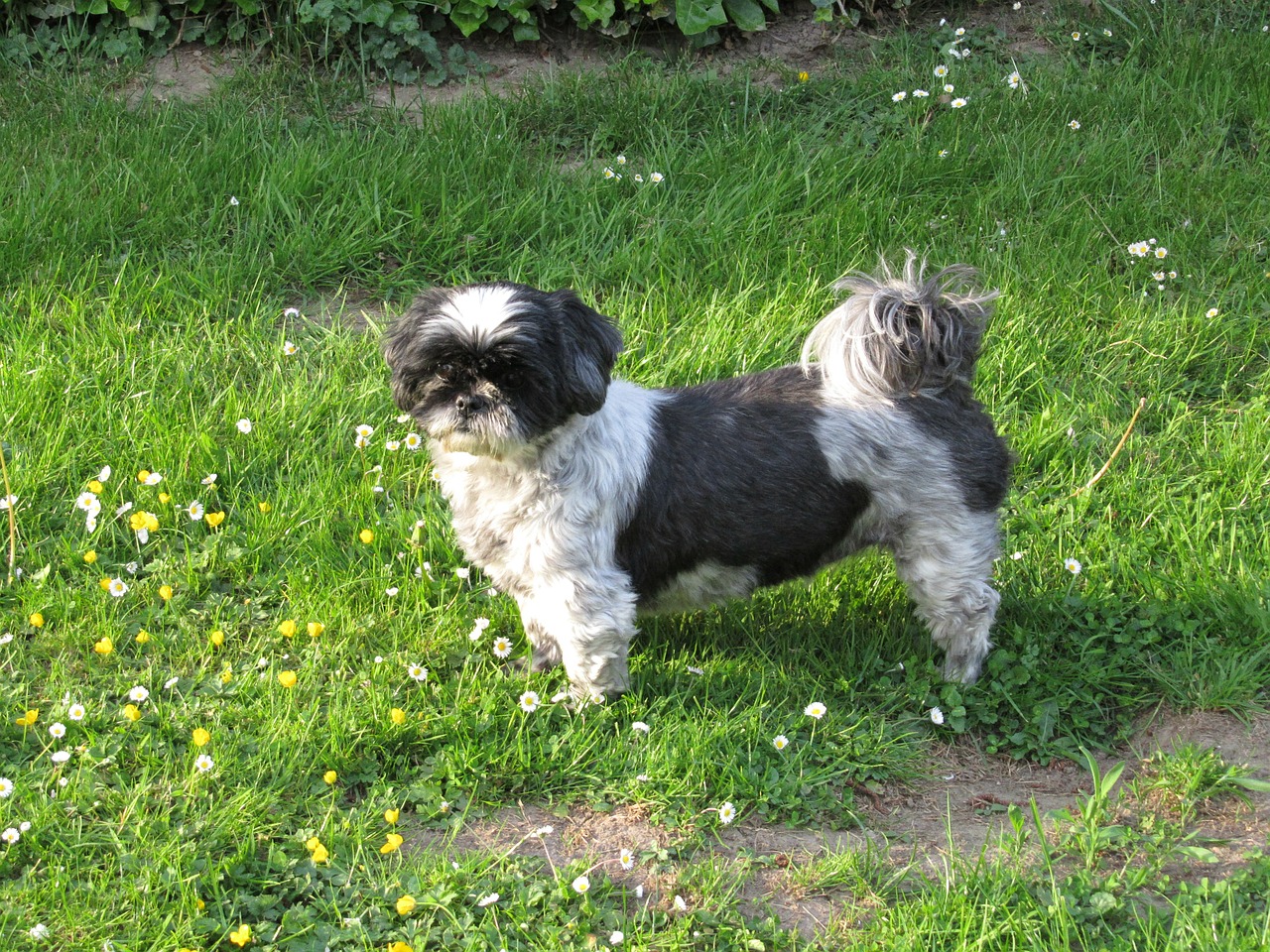 shih tzu dog animal free photo