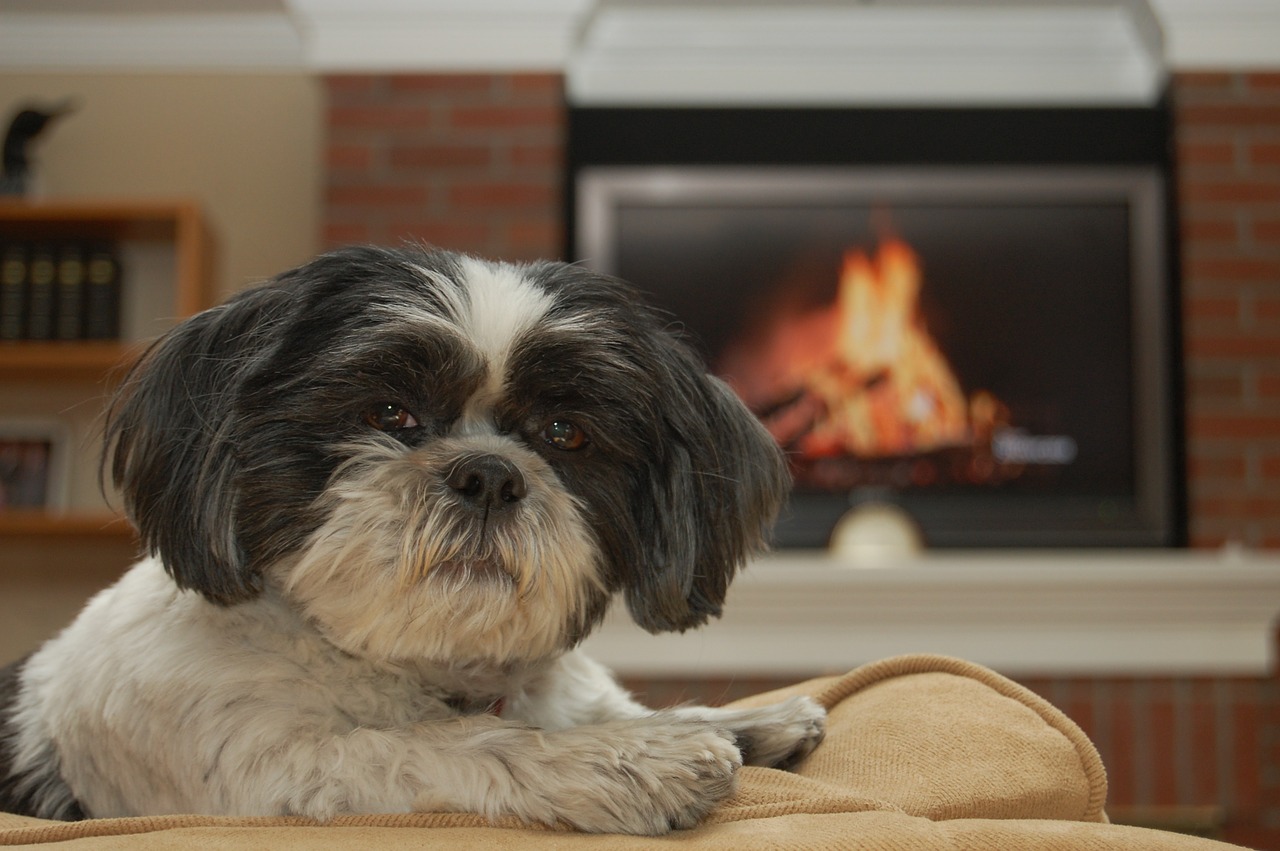 shih-tzu dog pet free photo