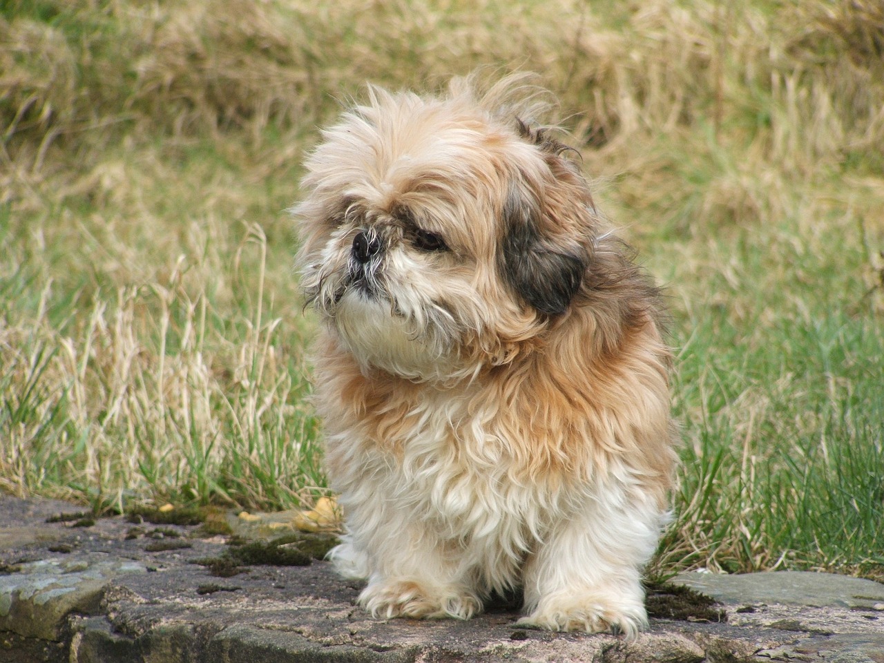 shih tzu dog pet free photo