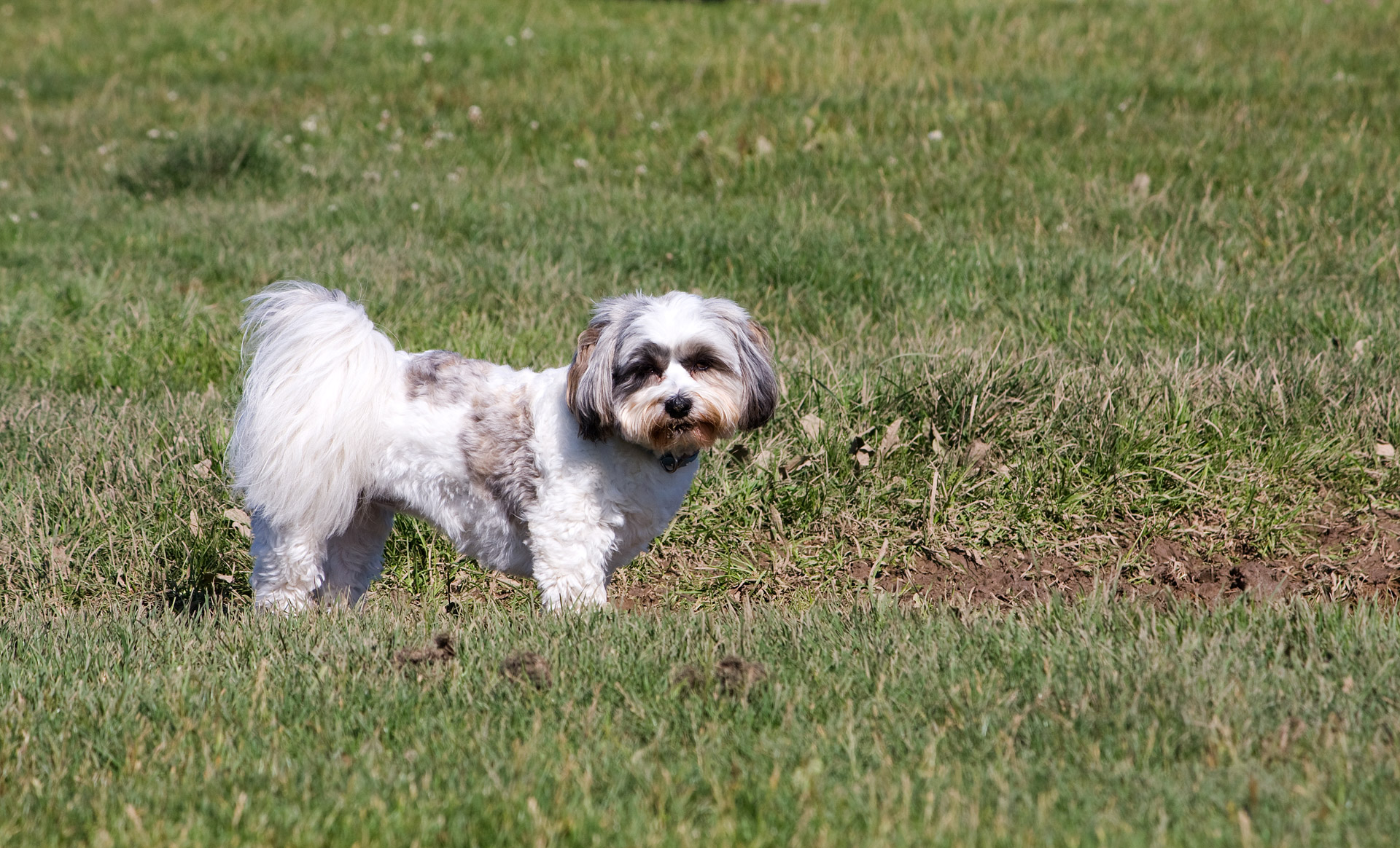 shih tzu dog canine free photo