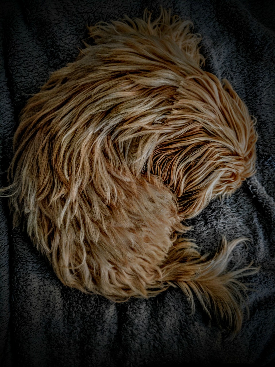 shihtzu dog comfy free photo