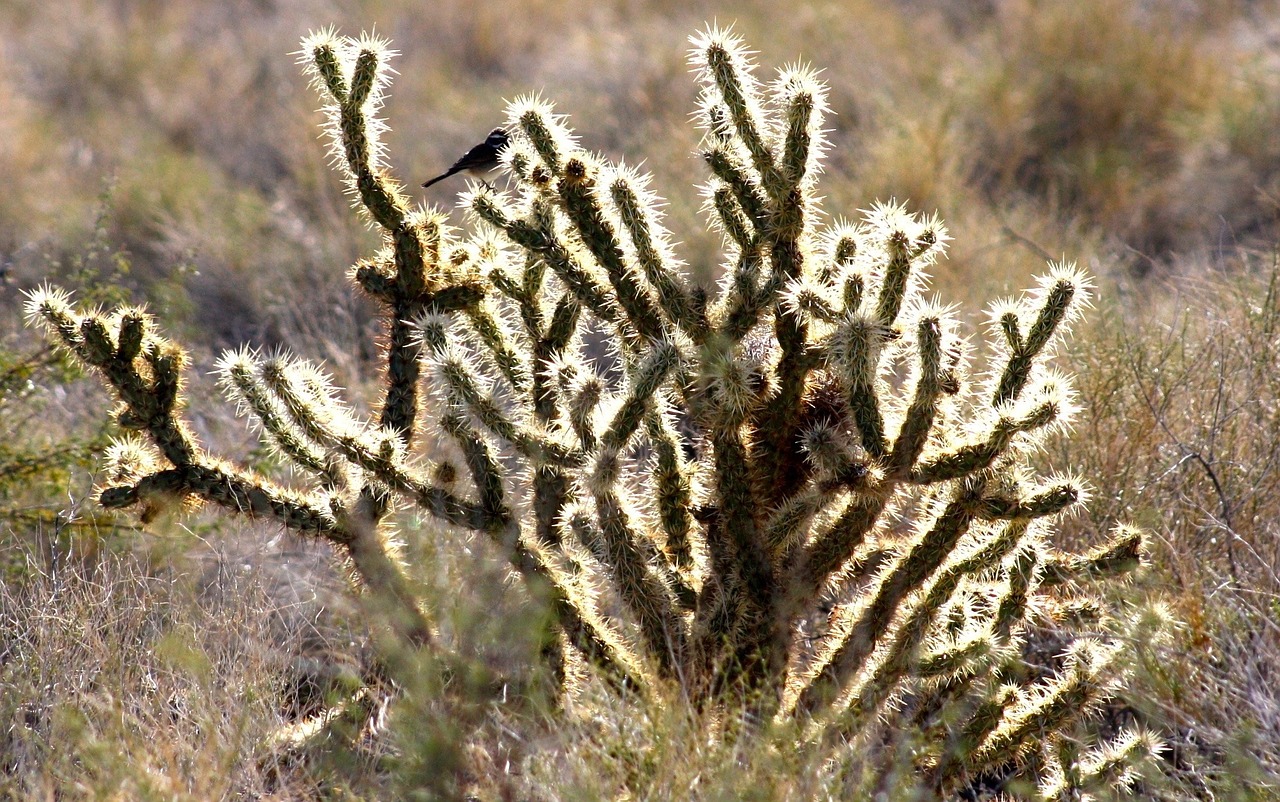 shimmer bird cactus free photo