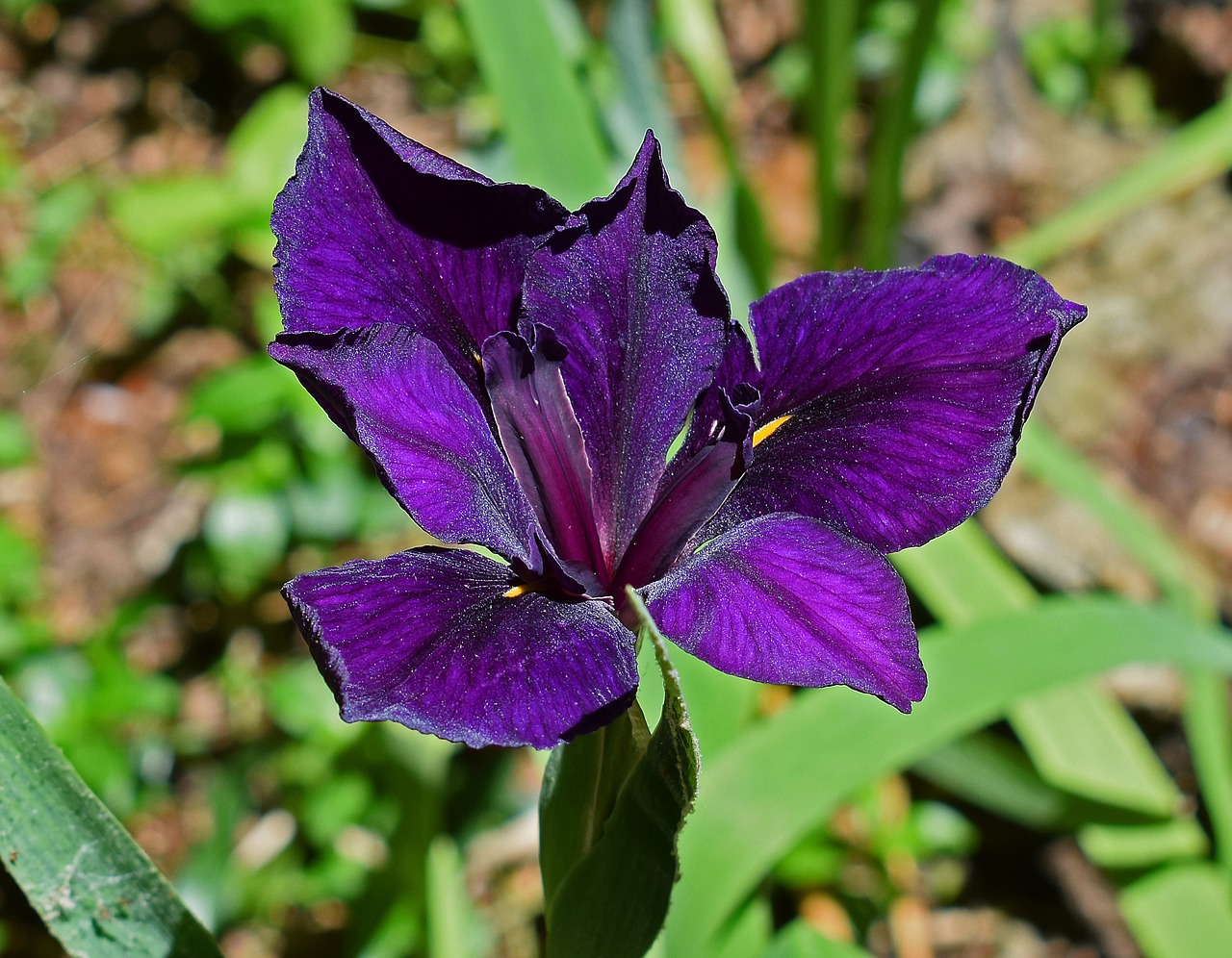 shimmering iris louisiana iris flower free photo