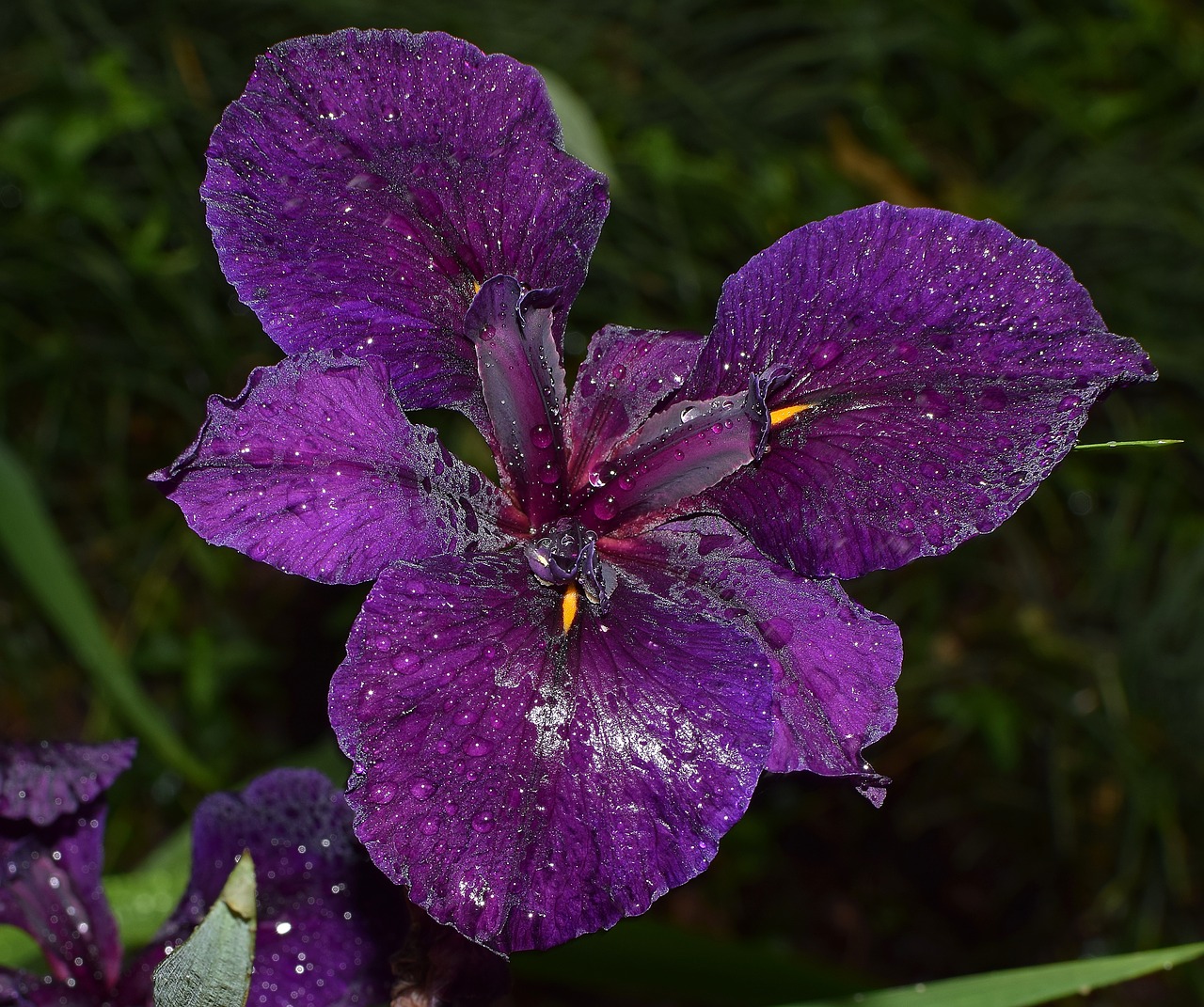 shimmering rain-wet iris louisiana iris flower free photo